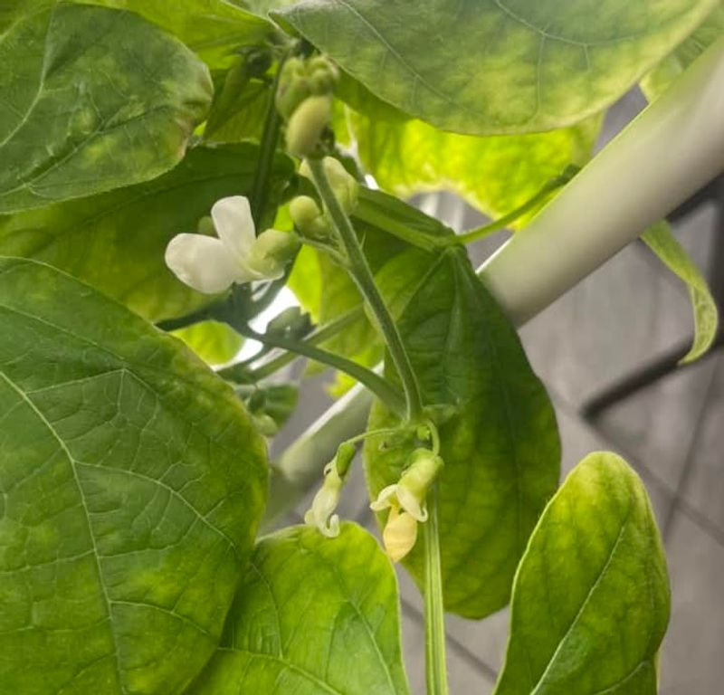 Rotate Plants Regularly