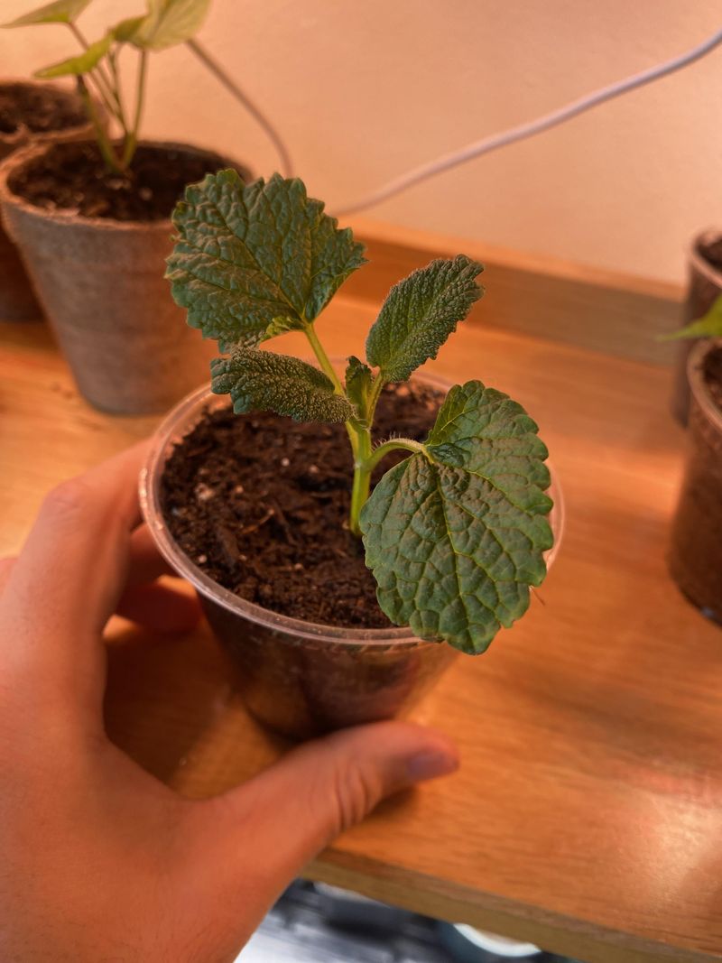Rejuvenate With Stem Cuttings Annually