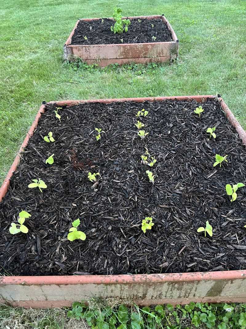 Mulch Thoroughly