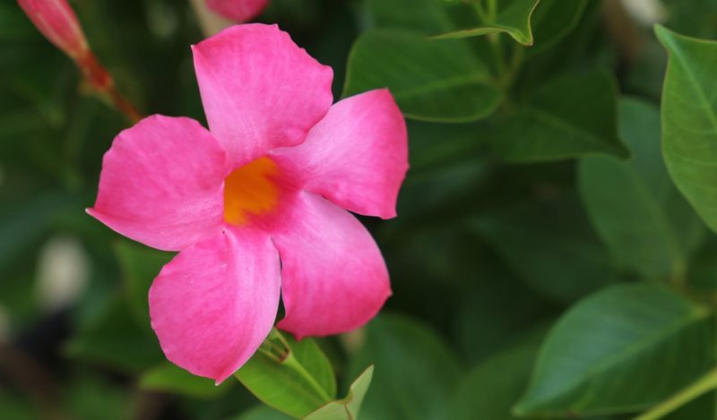 Perfect Your Propagation Skills
