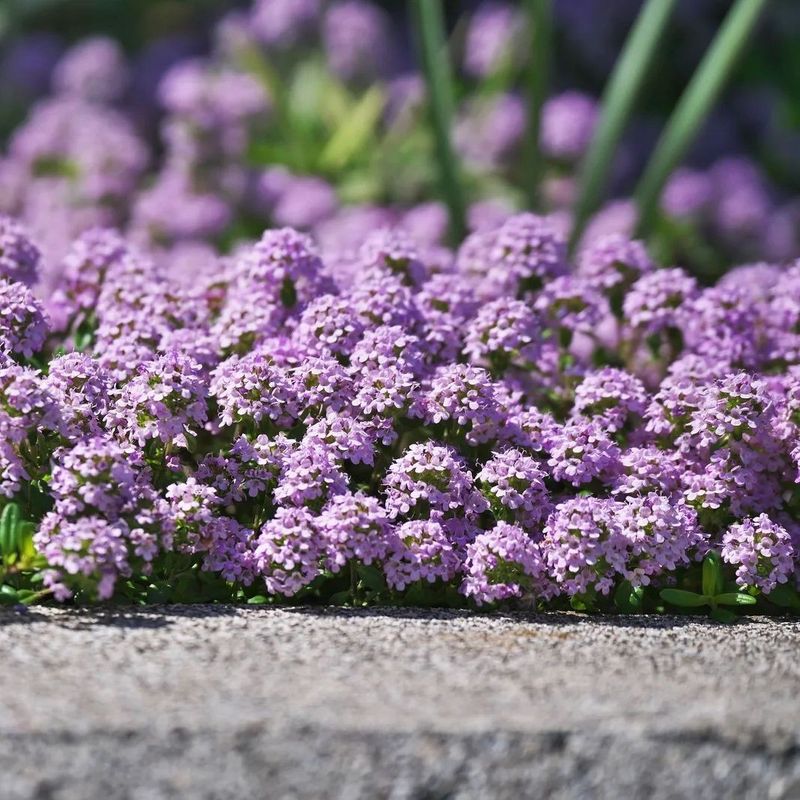 Embrace Ground Covers