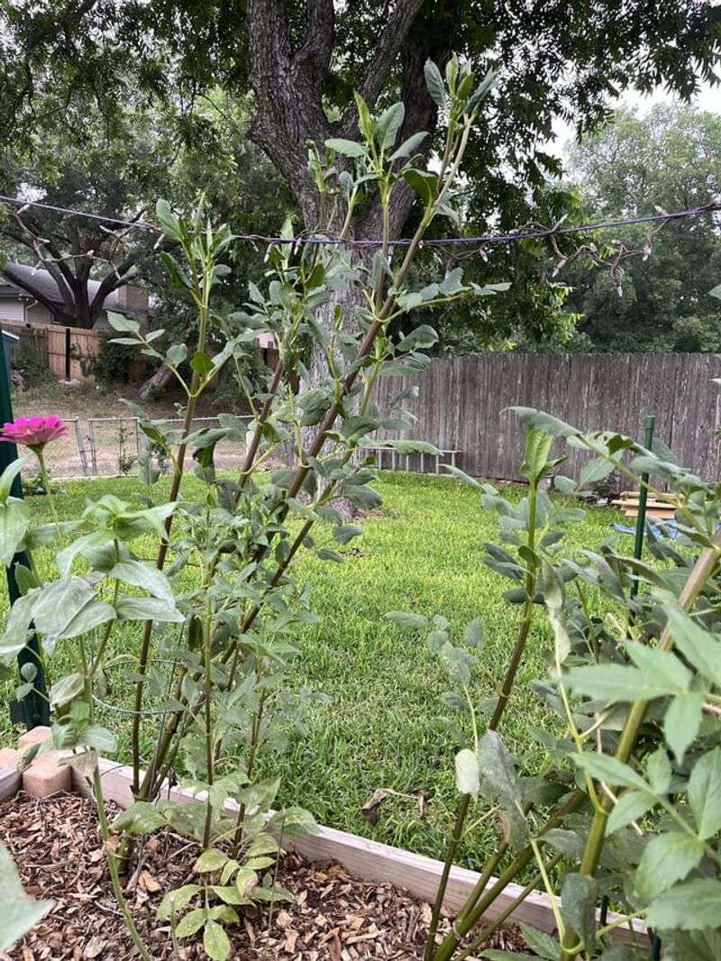 Excessive Nitrogen Fertilizing