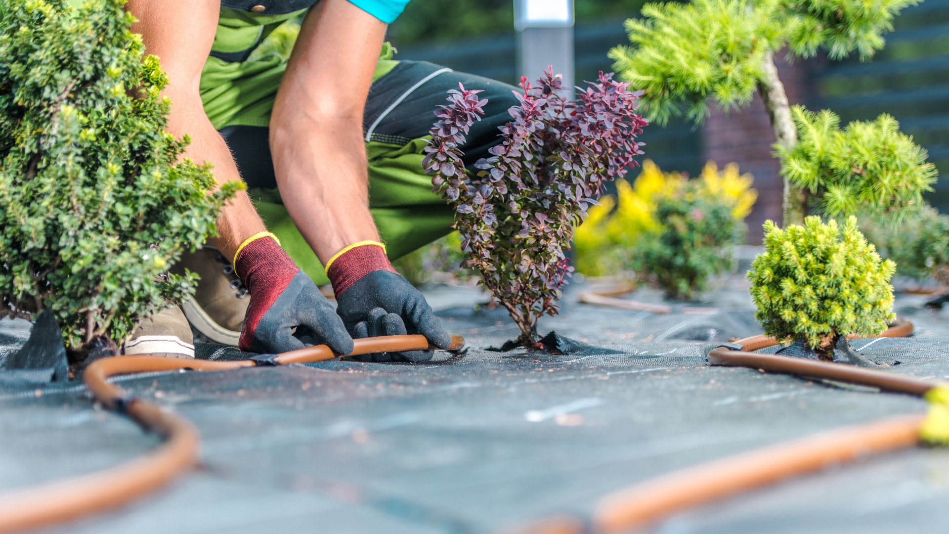 Important Garden Tasks You Should Do After Harvesting Vegetables