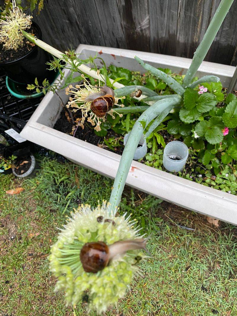 Clean Up Plant Debris