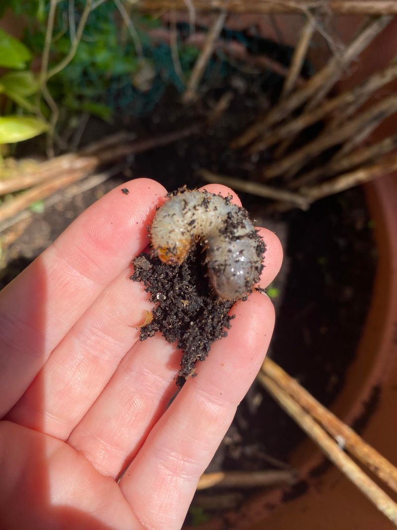 Forgotten Dead Plant Material