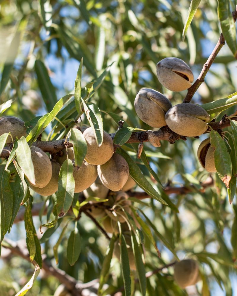 Challenging Almonds