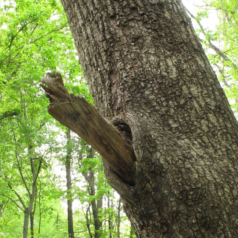Flush Cutting Tree Branches