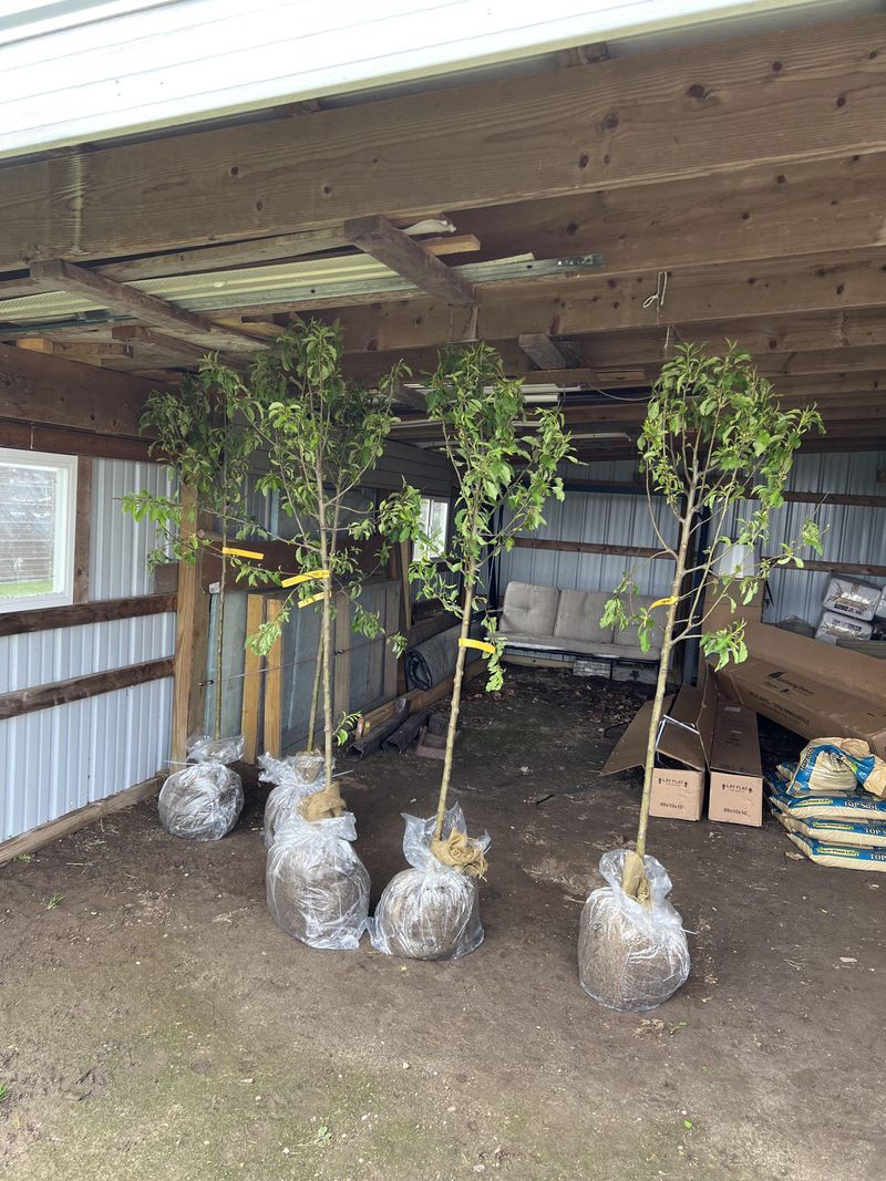Planting Too Late