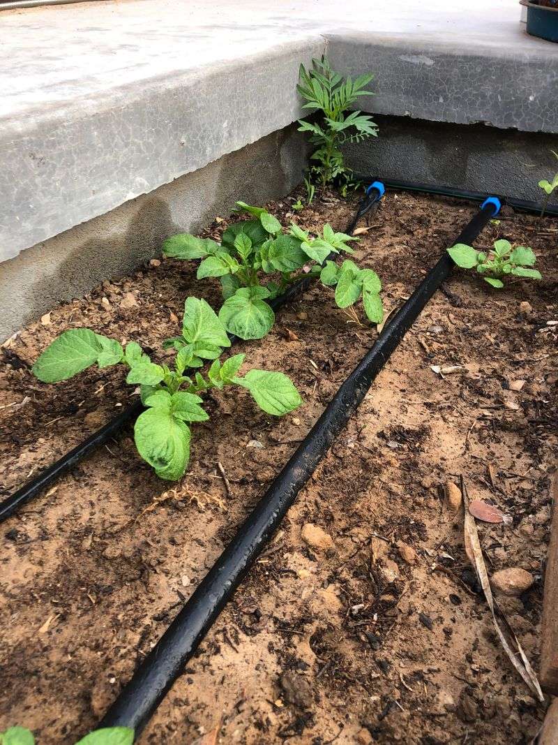 Inconsistent Watering