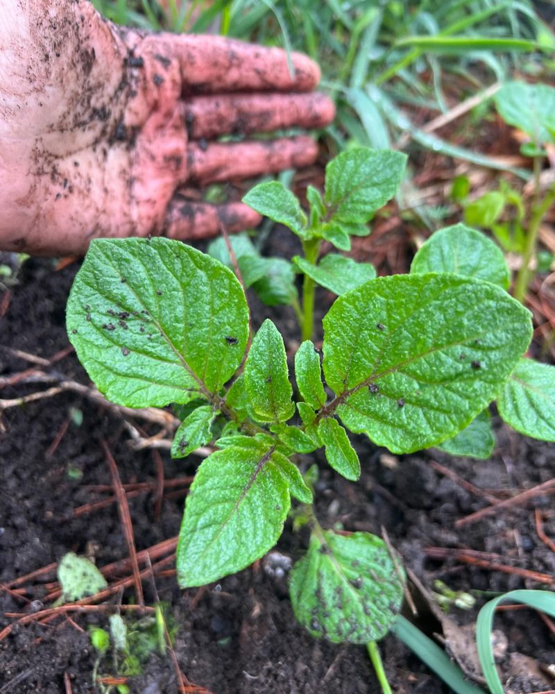 Volunteer Potatoes