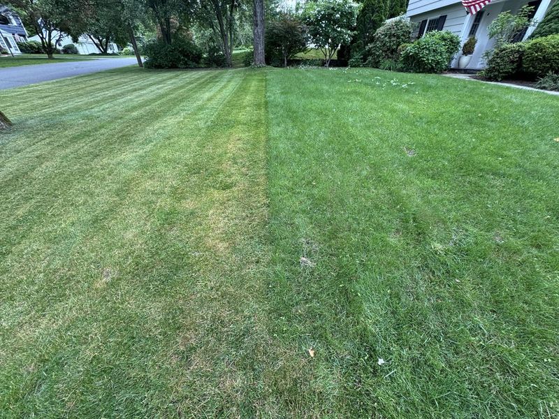 Cutting Grass Too Short