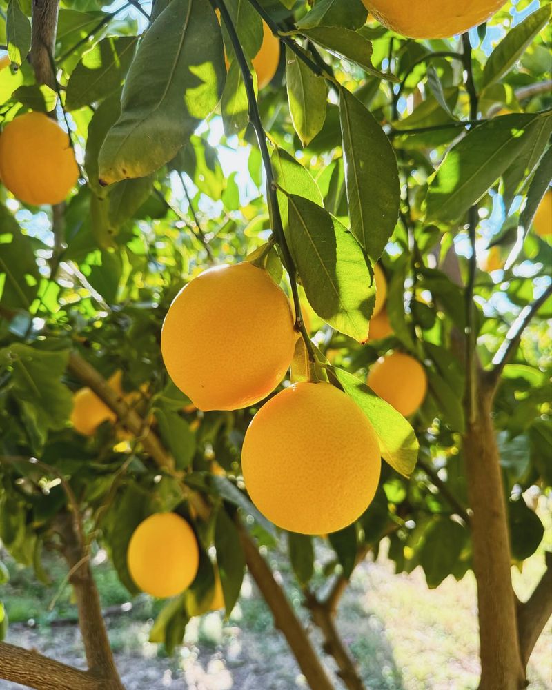Harvest at Peak Ripeness