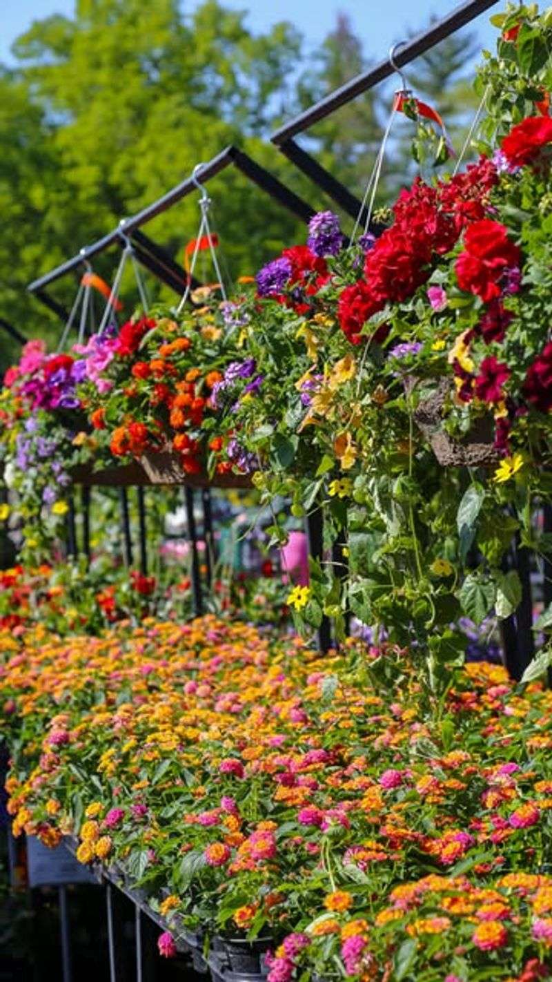 Mood Enhancement Through Sunshine and Fresh Air