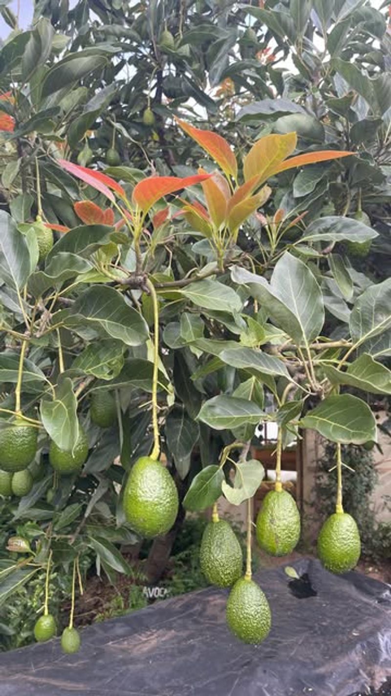 Hass Avocado