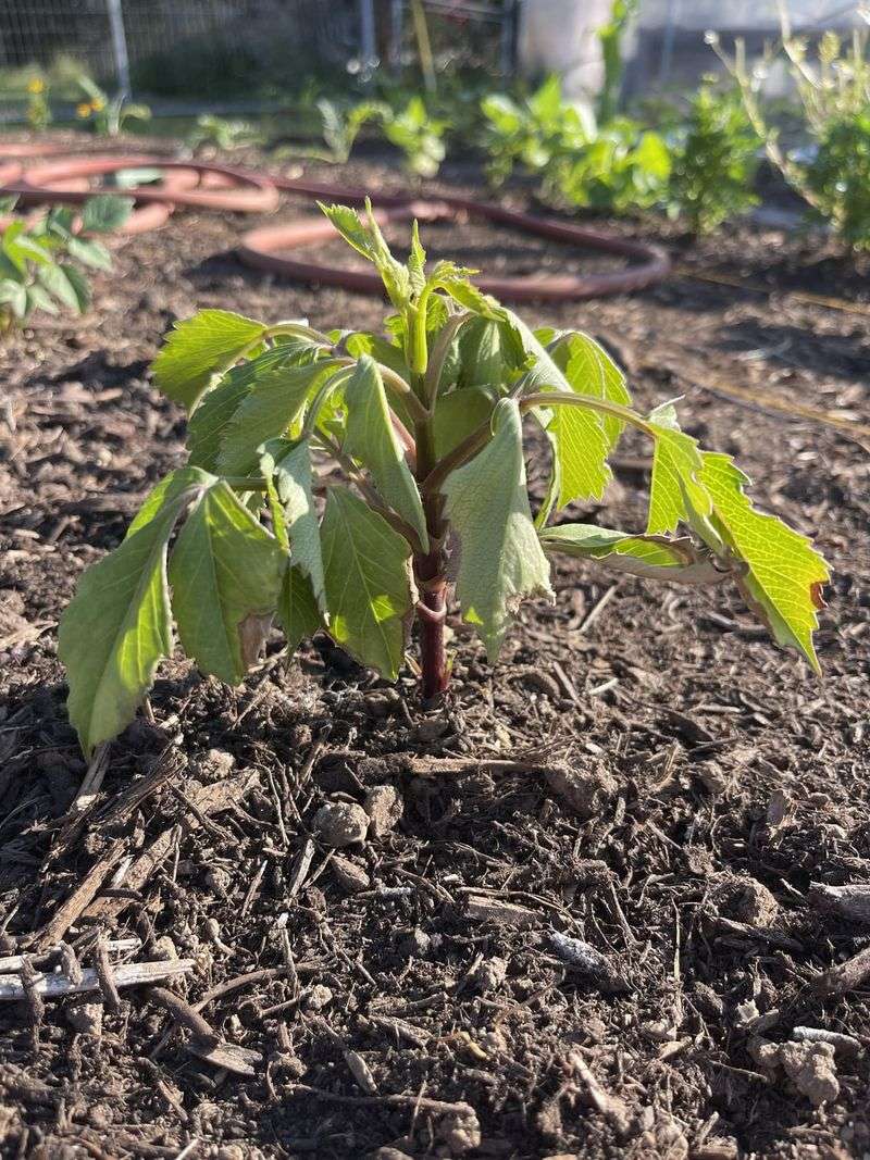 Overwatering Early Season