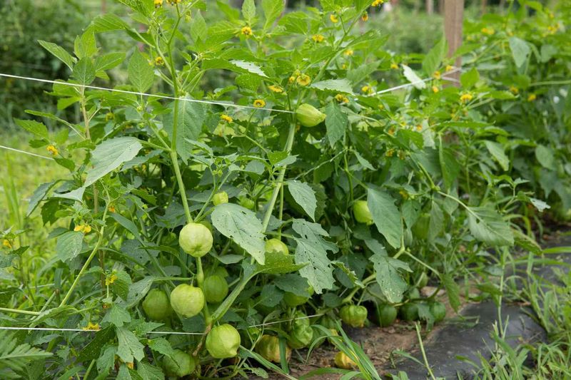 Planting In Too Much Shade