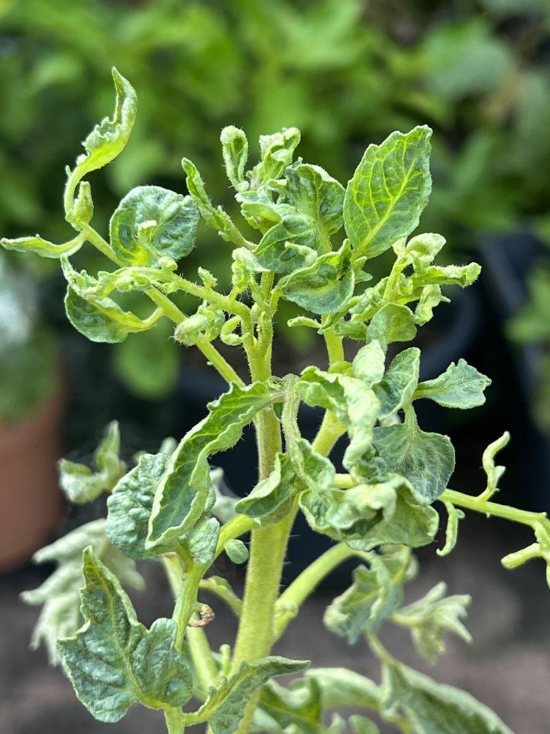 Herbicide Drift Creates Twisted Growth