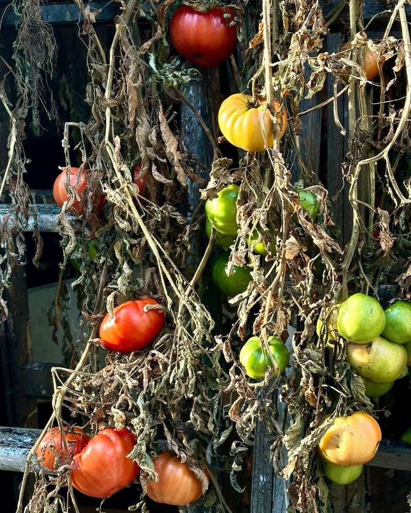 Leaving Ripe Fruit Hanging