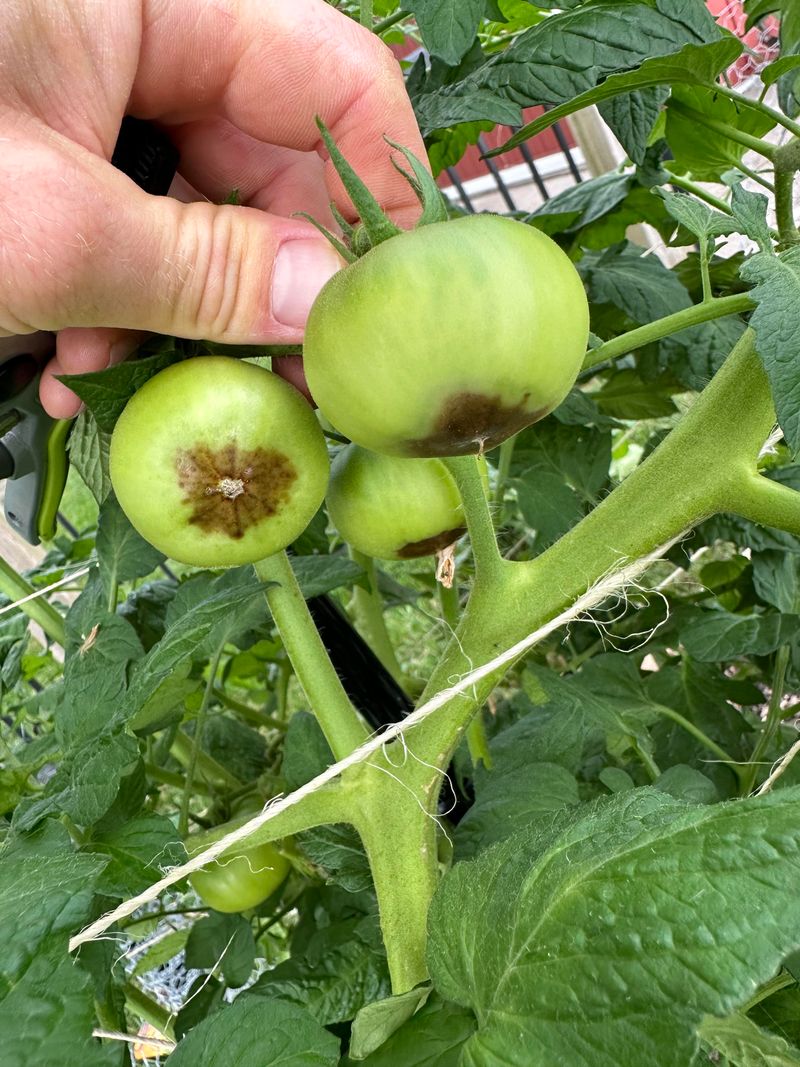 Excessive Nitrogen Fertilization
