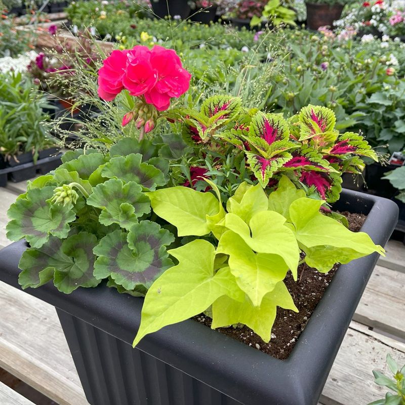 Overcrowded Plant Arrangements