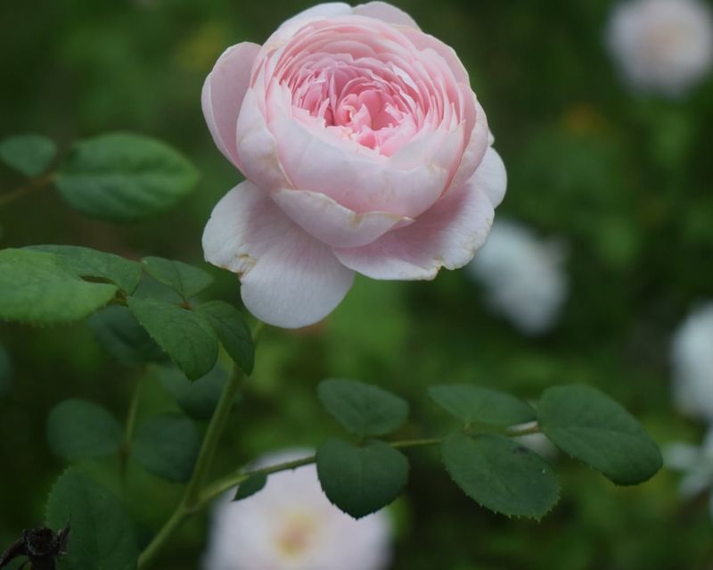 Plant Fragrant Heirloom Roses