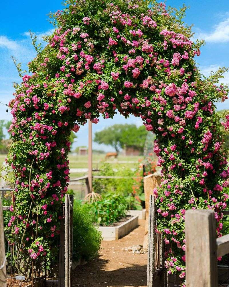 Add Climbing Roses On Arches