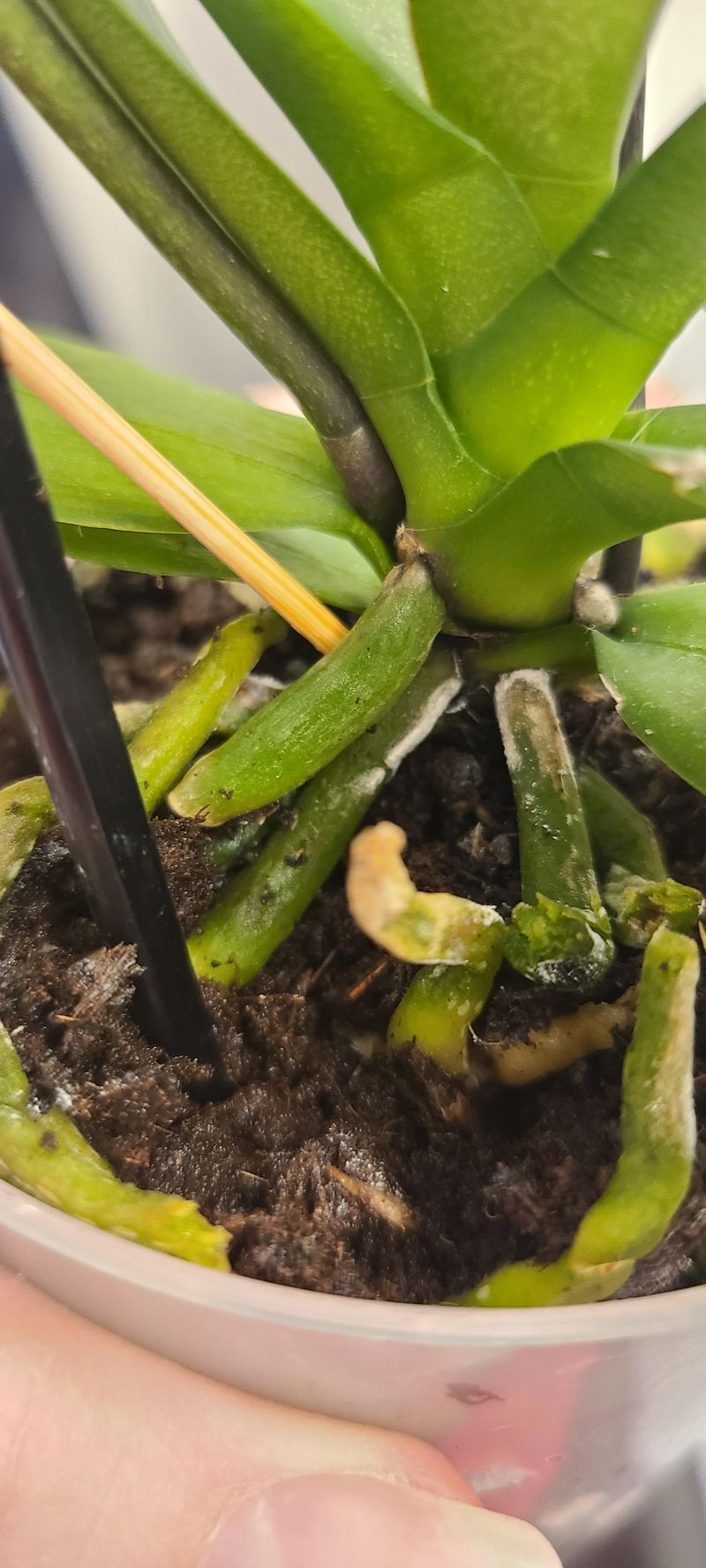 Salt Buildup In Potting Media