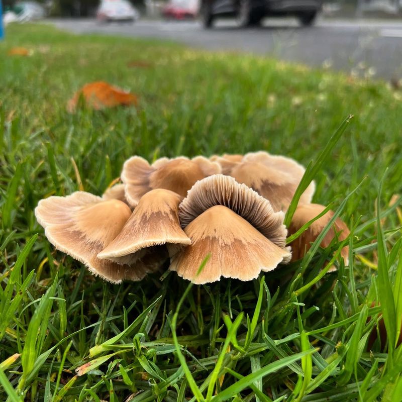 Mushrooms Appearing Overnight