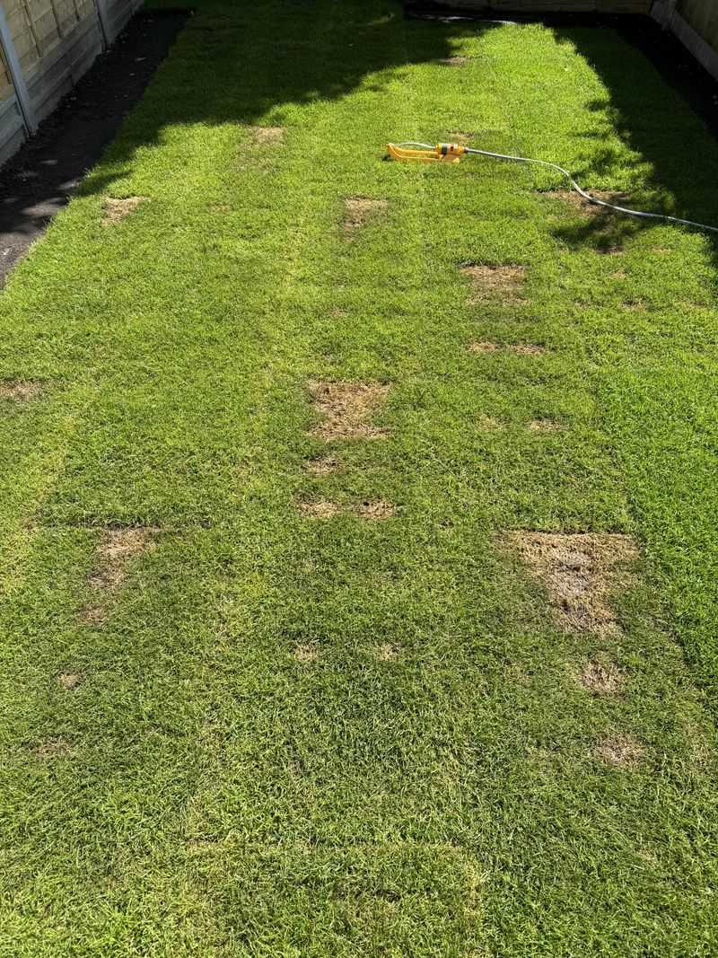 Lawn Burn Patches