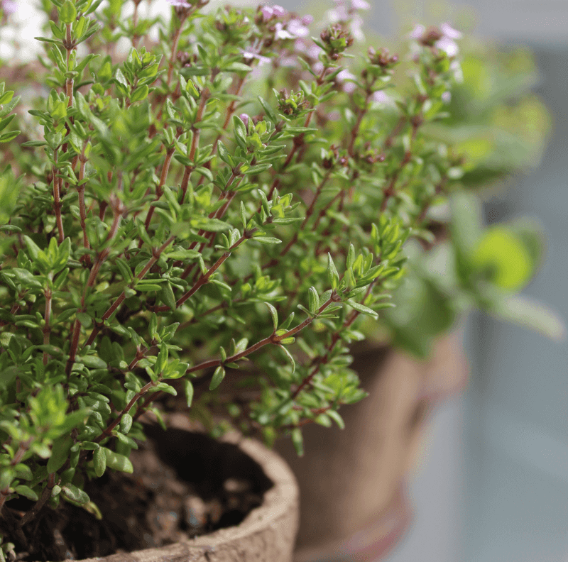 Natural Air Freshener
