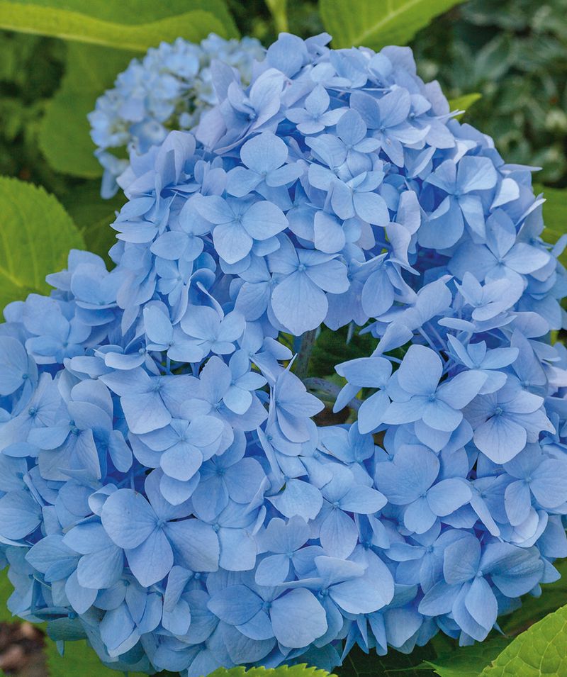 Nikko Blue