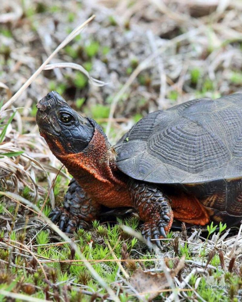 Wood Turtles