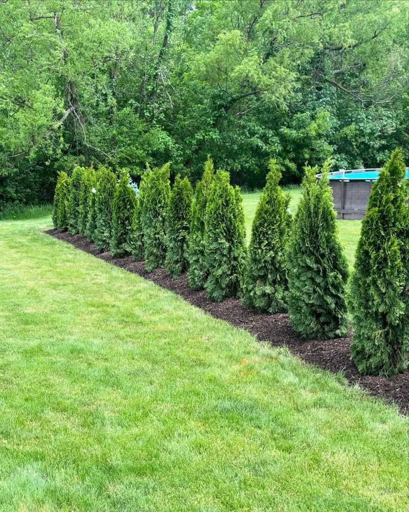 American Arborvitae