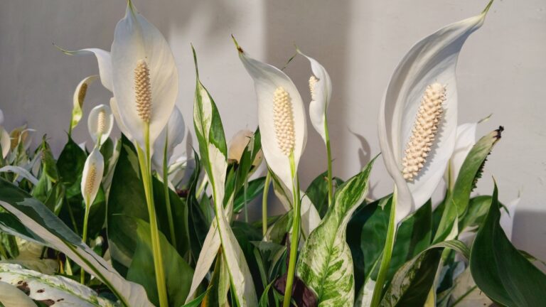 peace lily