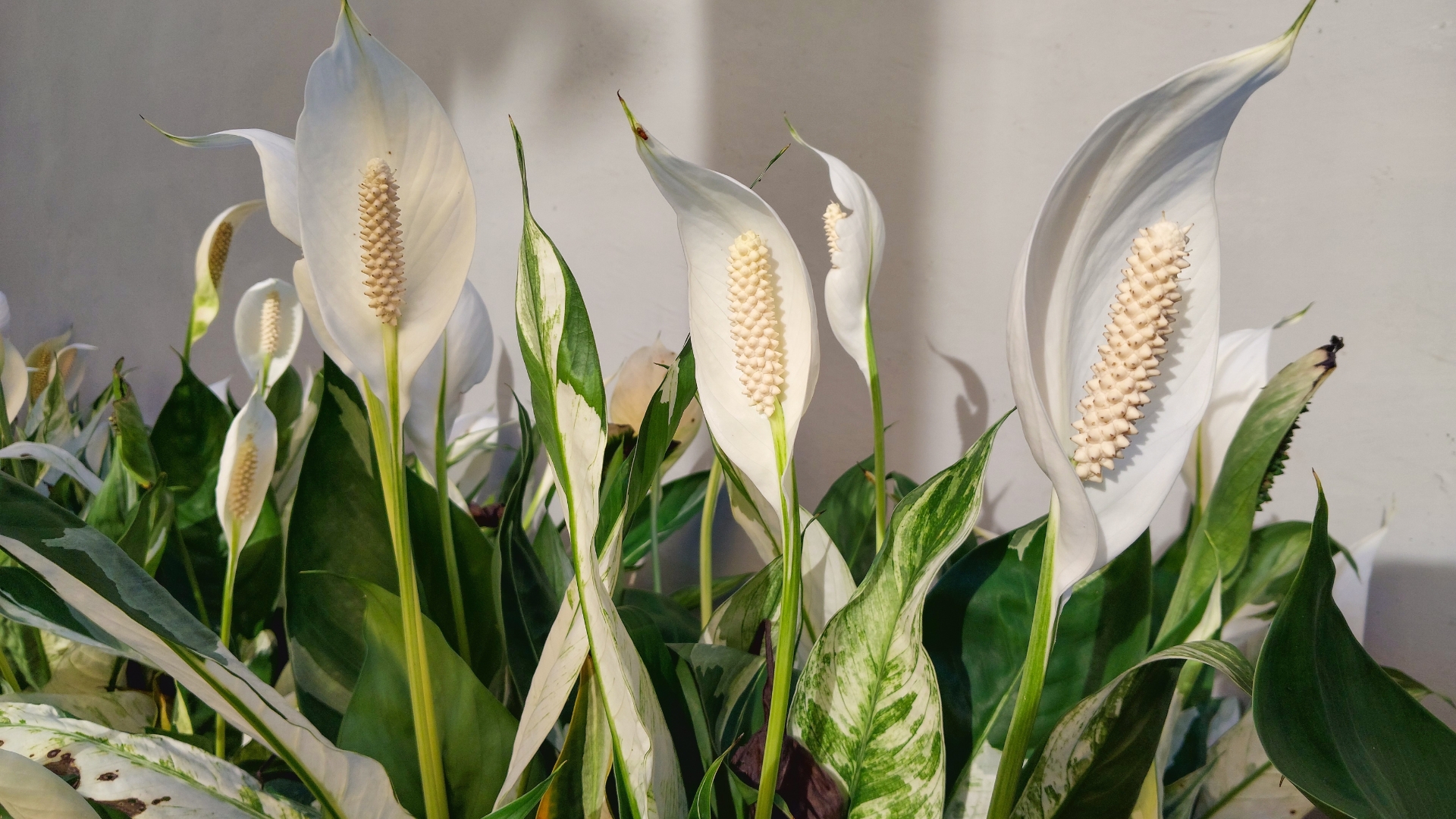 Indoor Plants That Will Make Your Home Feel Like A Sanctuary