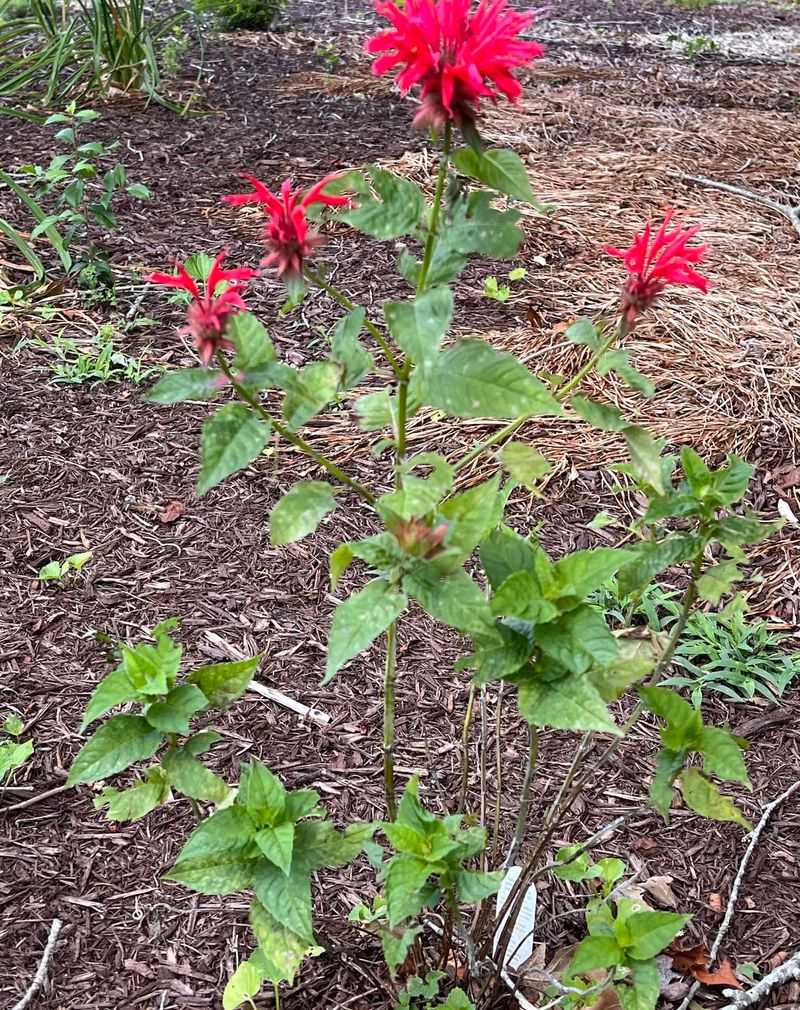 Overcrowded Perennial Beds