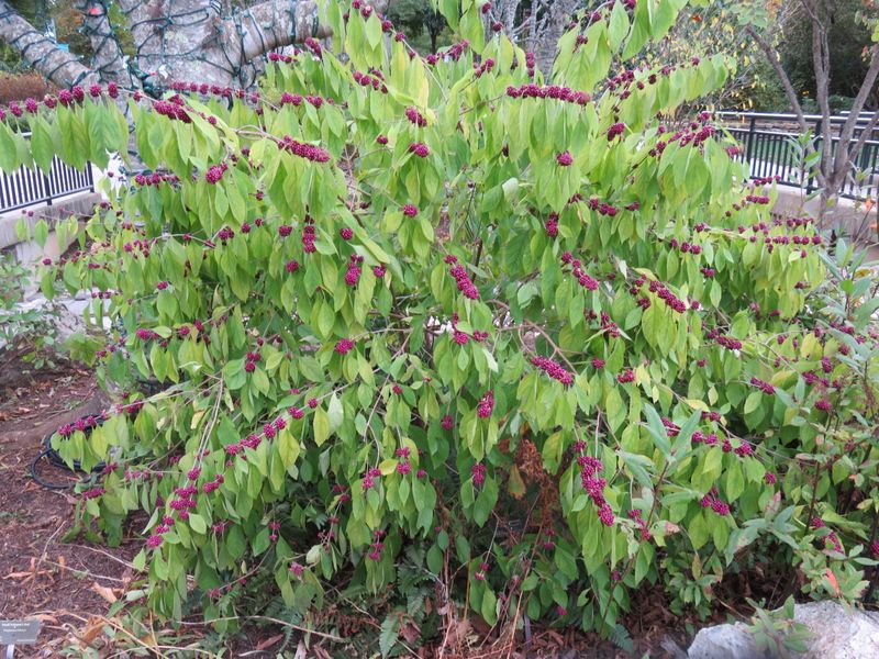 American Beautyberry