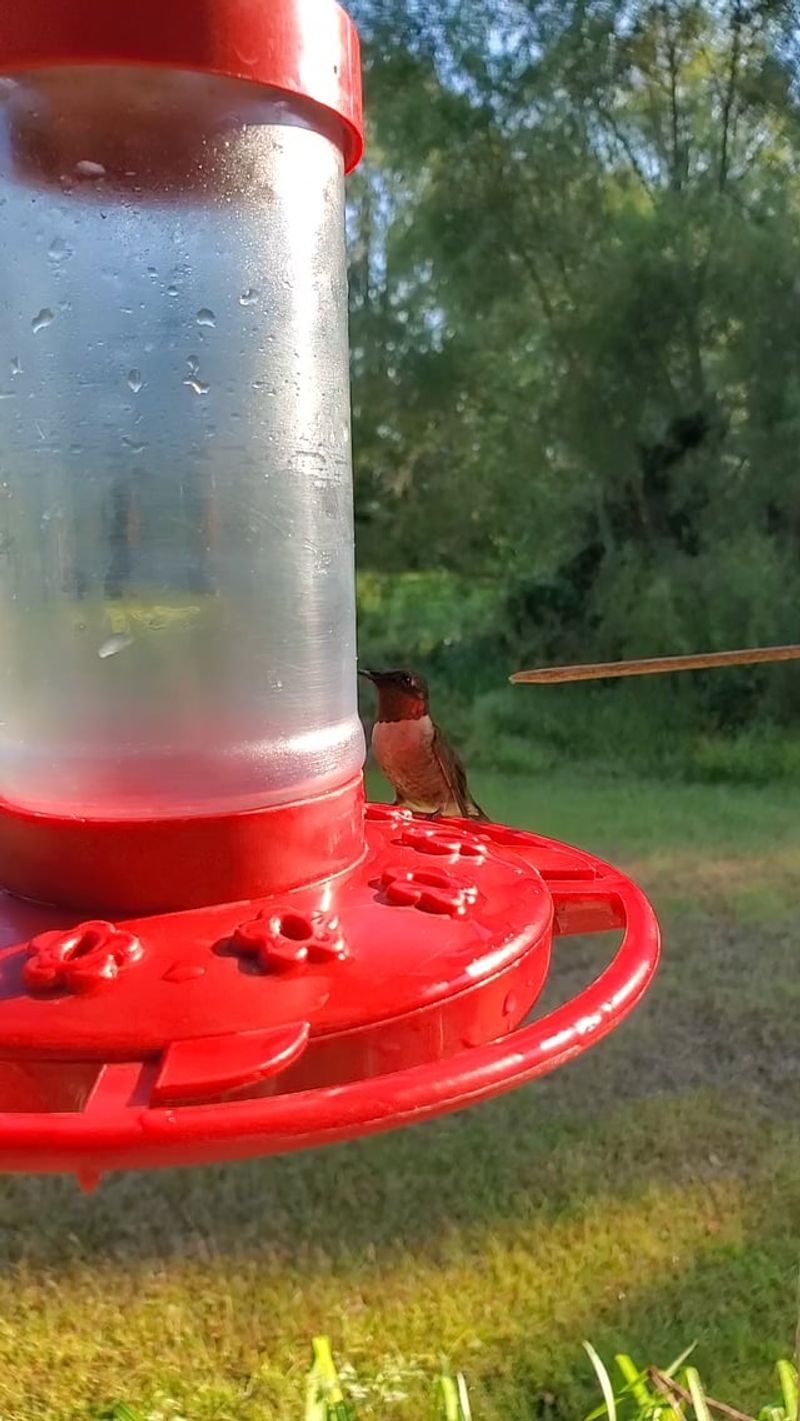 Using Red Feeders