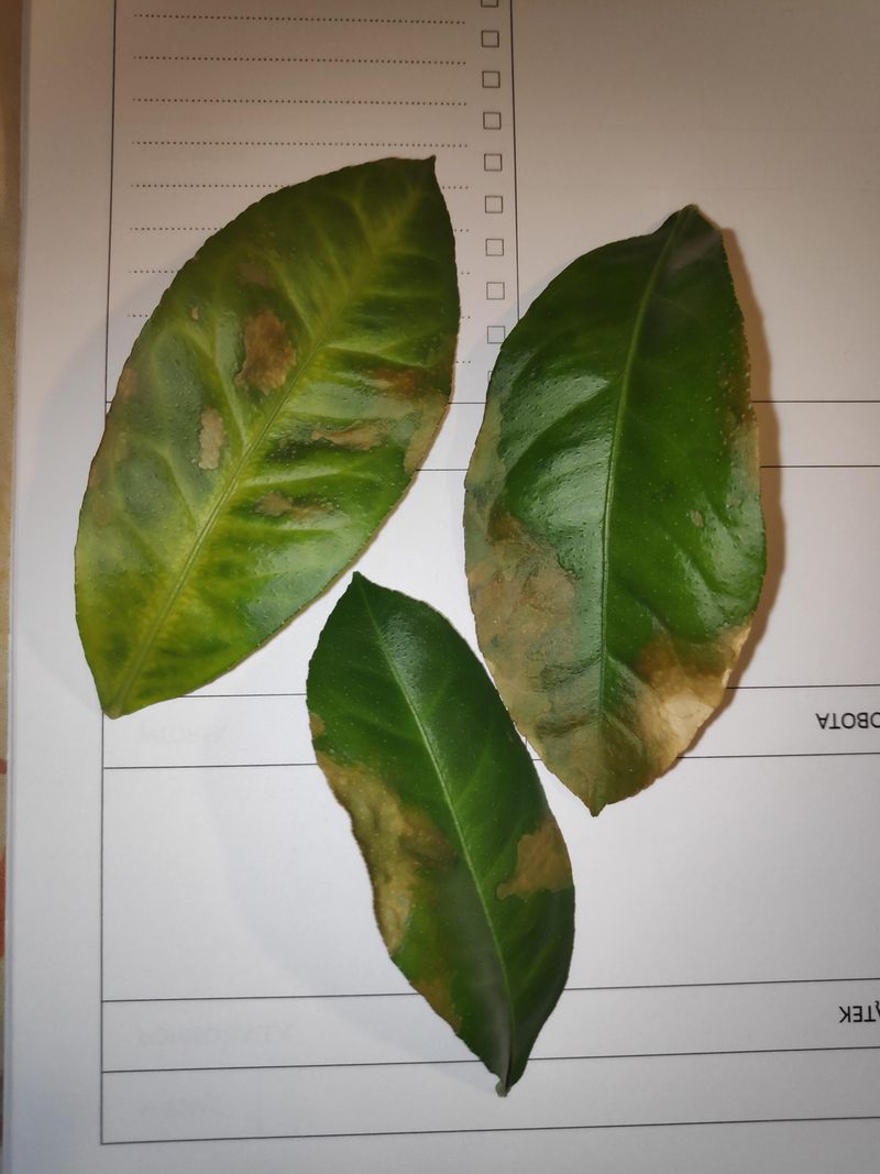 NEVER USE: Direct Leaf Application