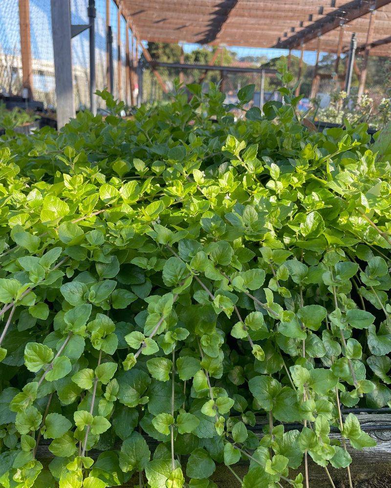 Yerba Buena (Clinopodium douglasii)