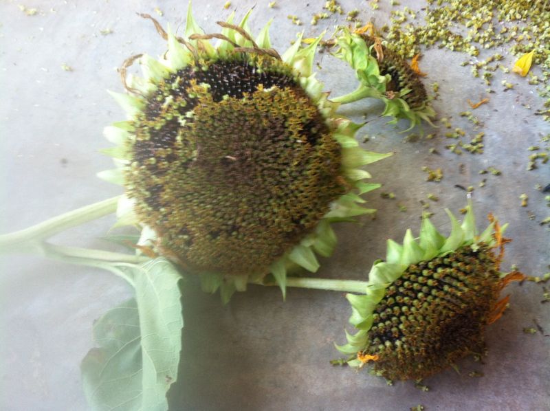Decide About Seed Heads