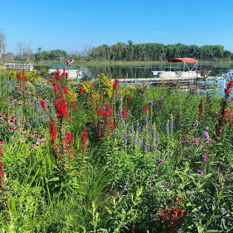Create A Rain Garden With Native Plants
