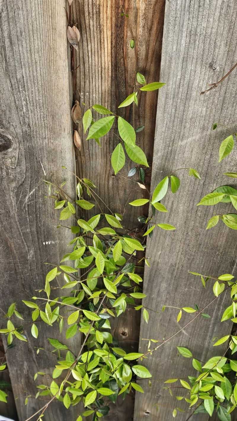 Prune Regularly At The Property Line