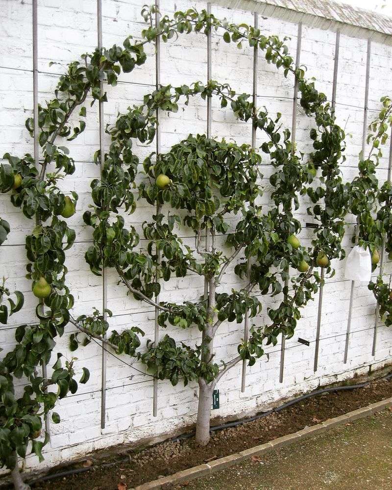 Grow Espaliered Fruit Trees