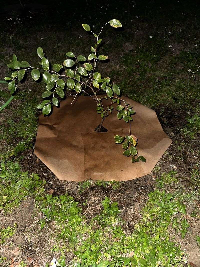 Try Newspaper Underlayment