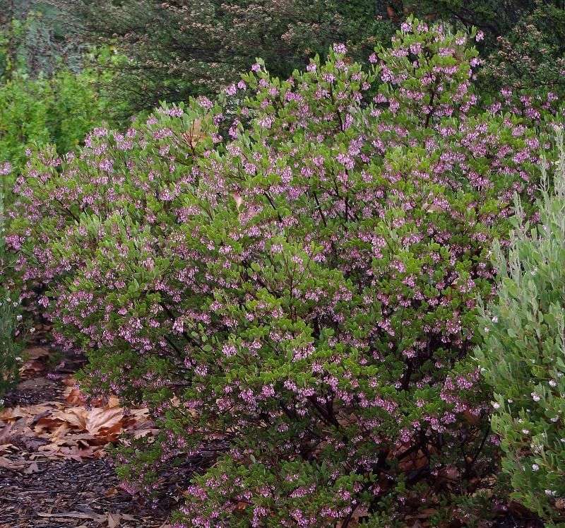 Plant Thermal-Buffer Shrubs