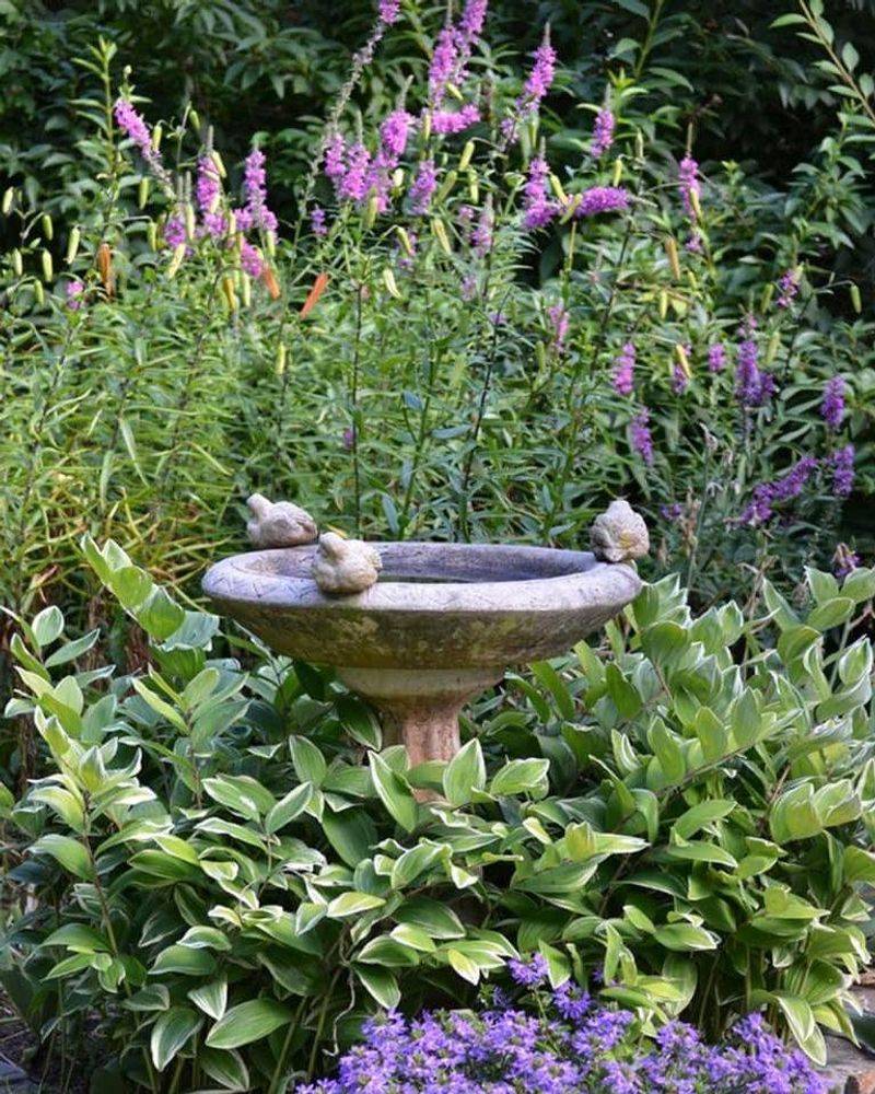 Position Bird Baths Strategically