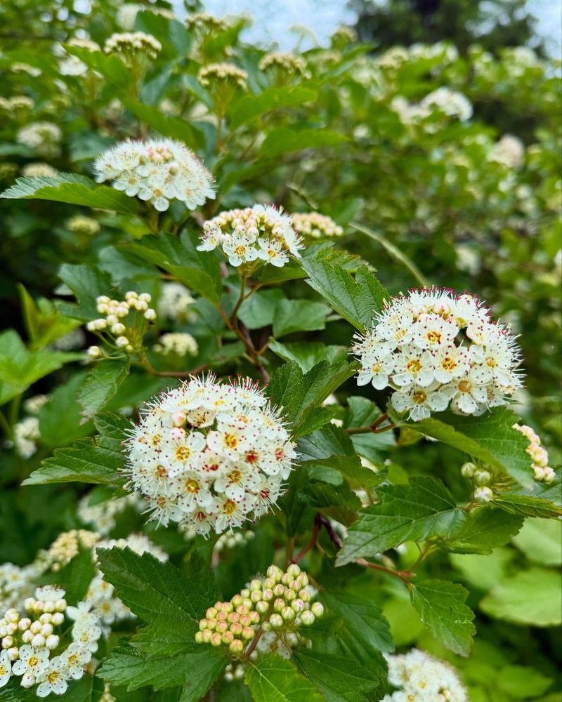 Plant Dense Shrubs