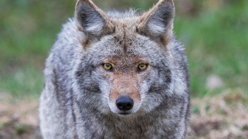 DON'T Feed Coyotes