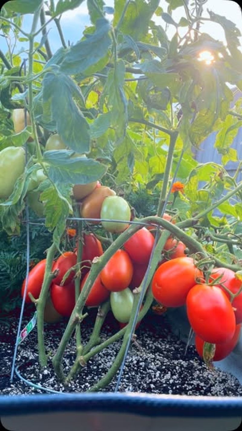 Pick Tomatoes Earlier